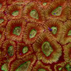 Favia Coral Colony