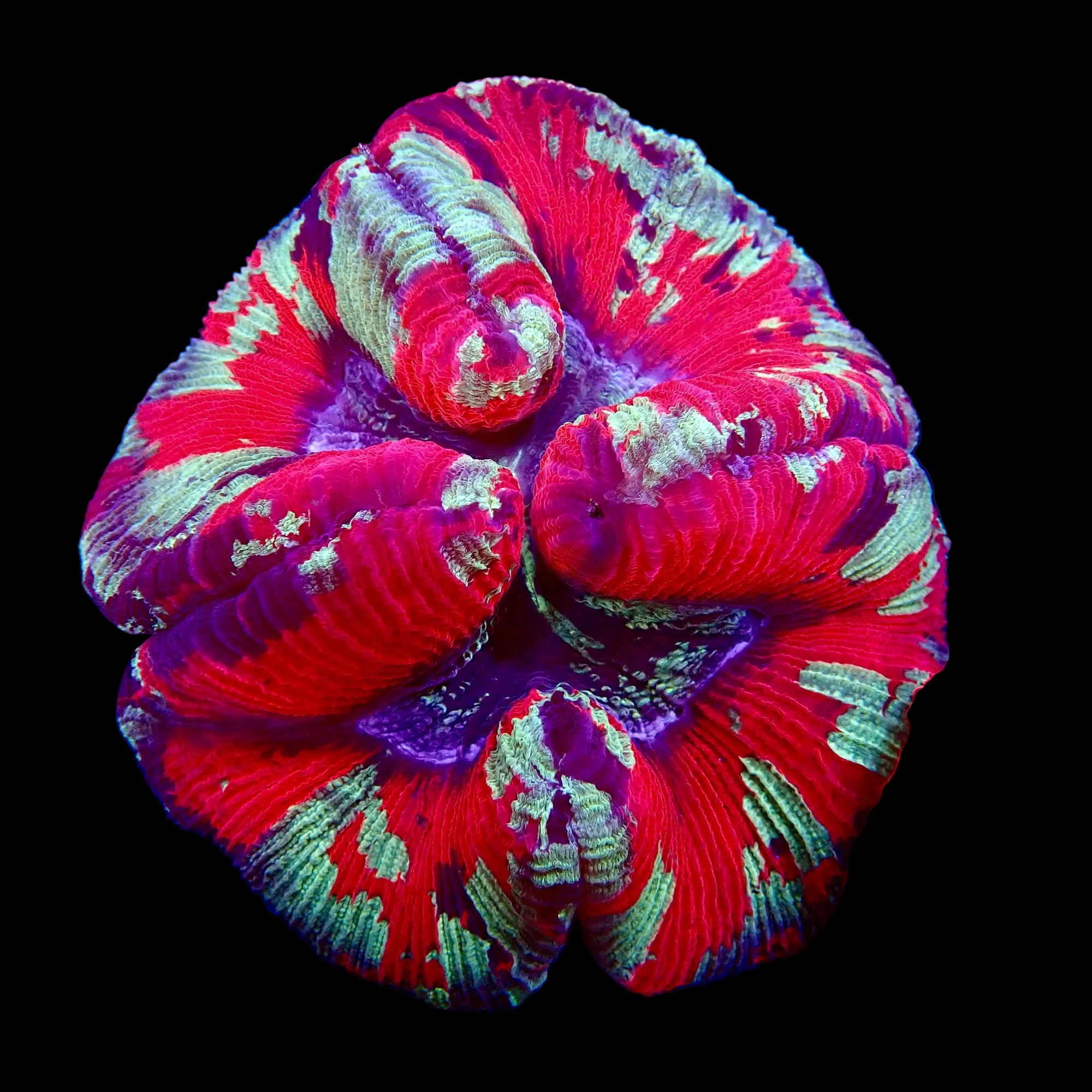 Trachyphyllia Multicolor