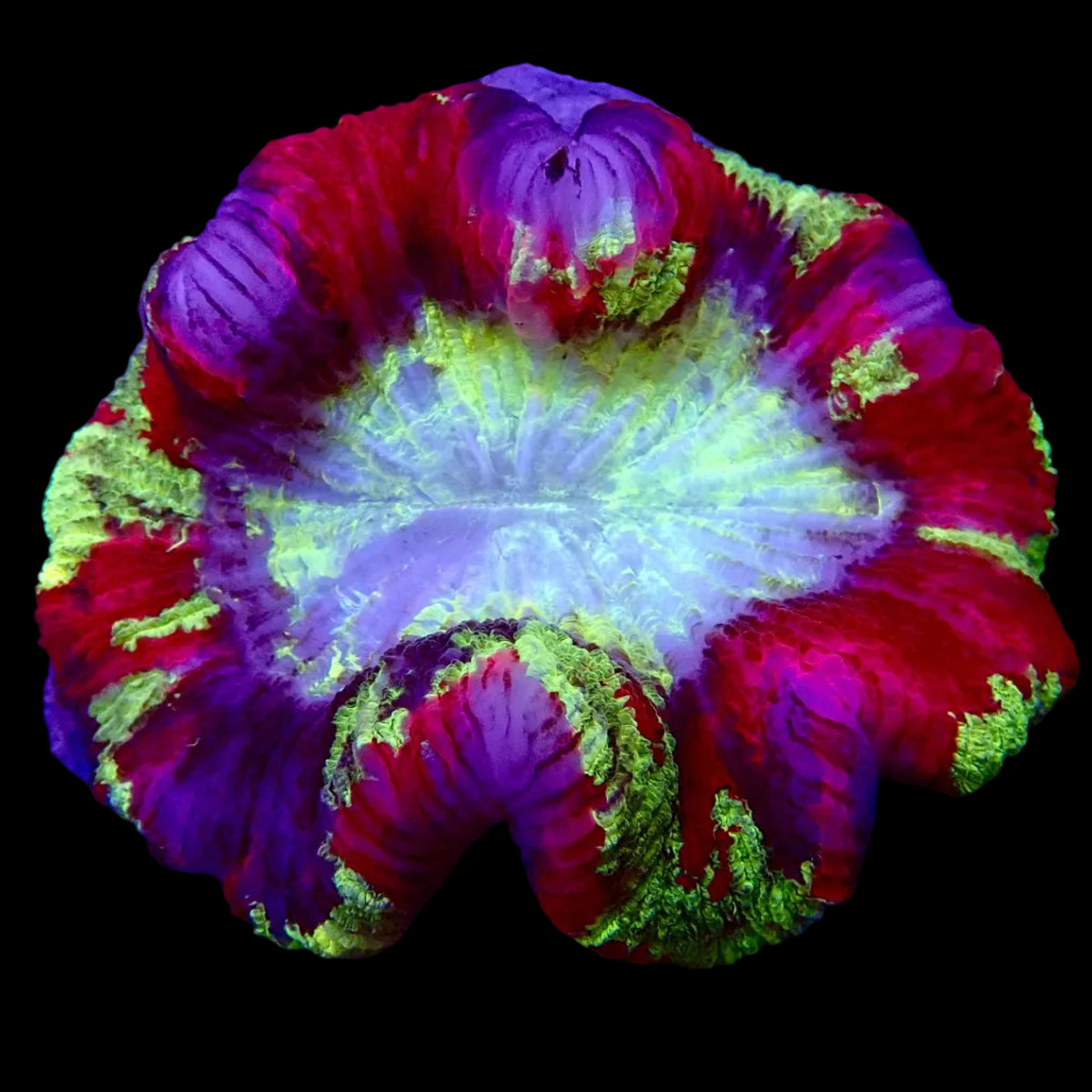 Trachyphyllia Multicolor