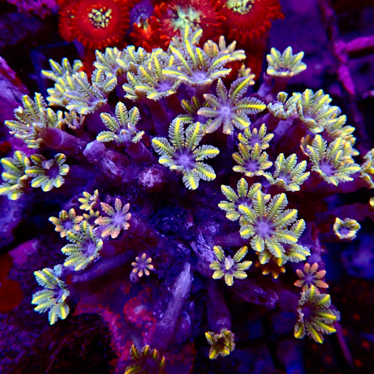Papaya head (Clove Polyps) frag