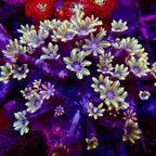 Papaya head (Clove Polyps)