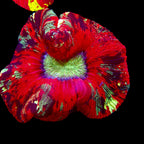 Trachyphyllia Multicolor