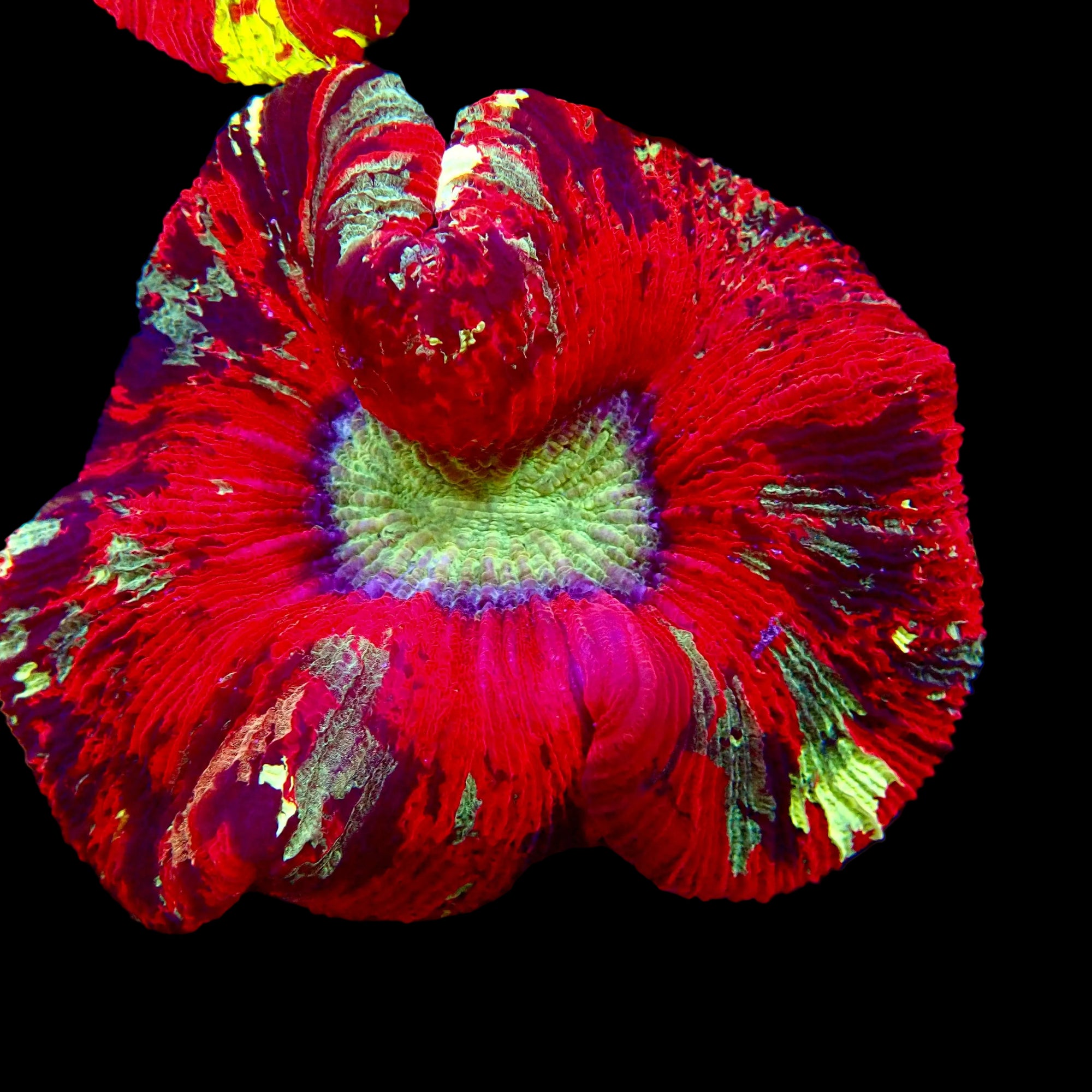 Trachyphyllia Multicolor