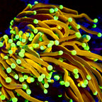 RS Medusa Golden Poppy Torch par tete