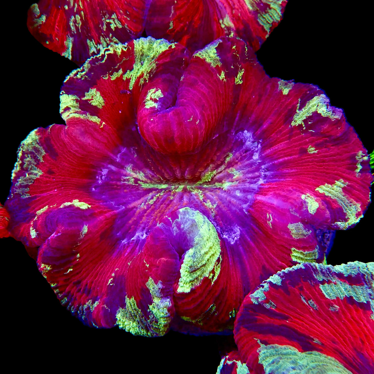 Trachyphyllia Multicolor