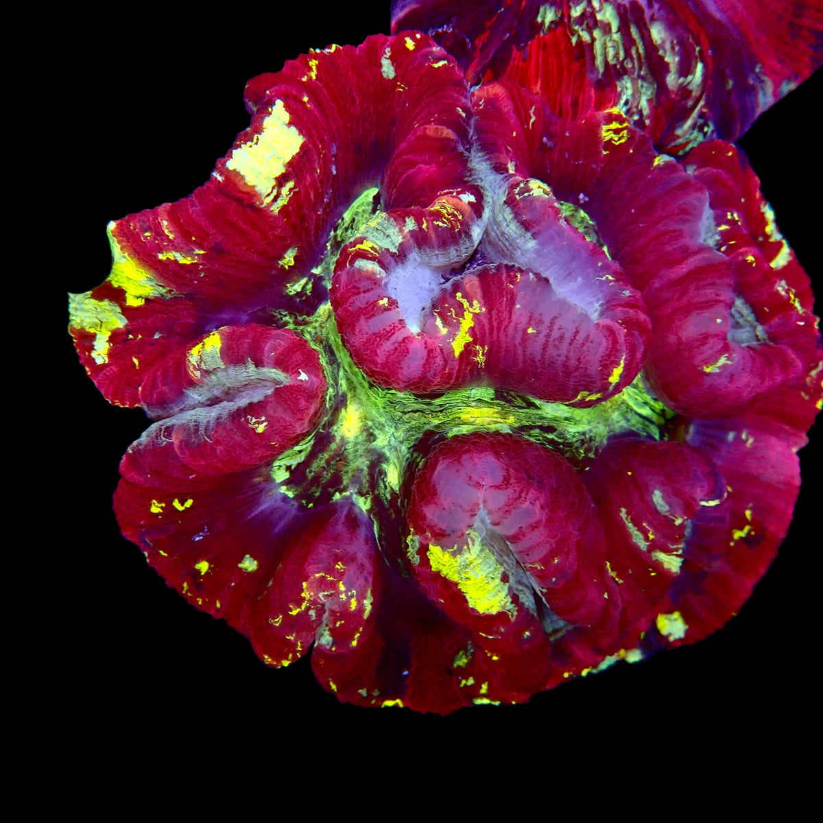 Trachyphyllia Multicolor