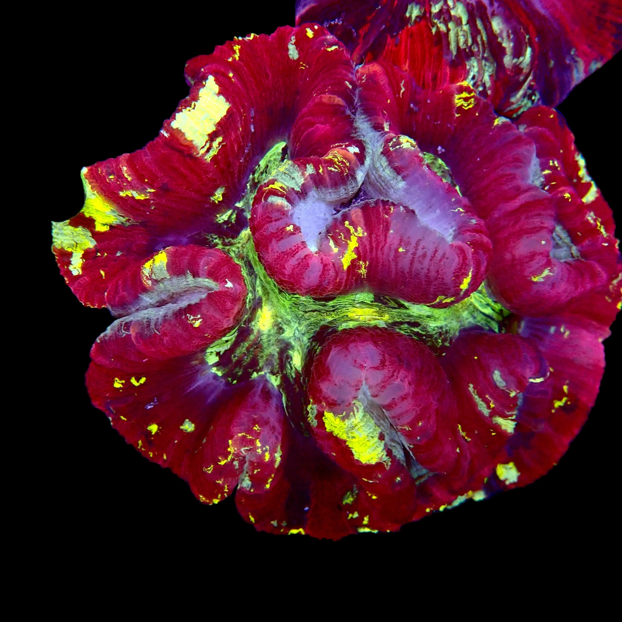 Trachyphyllia Multicolor