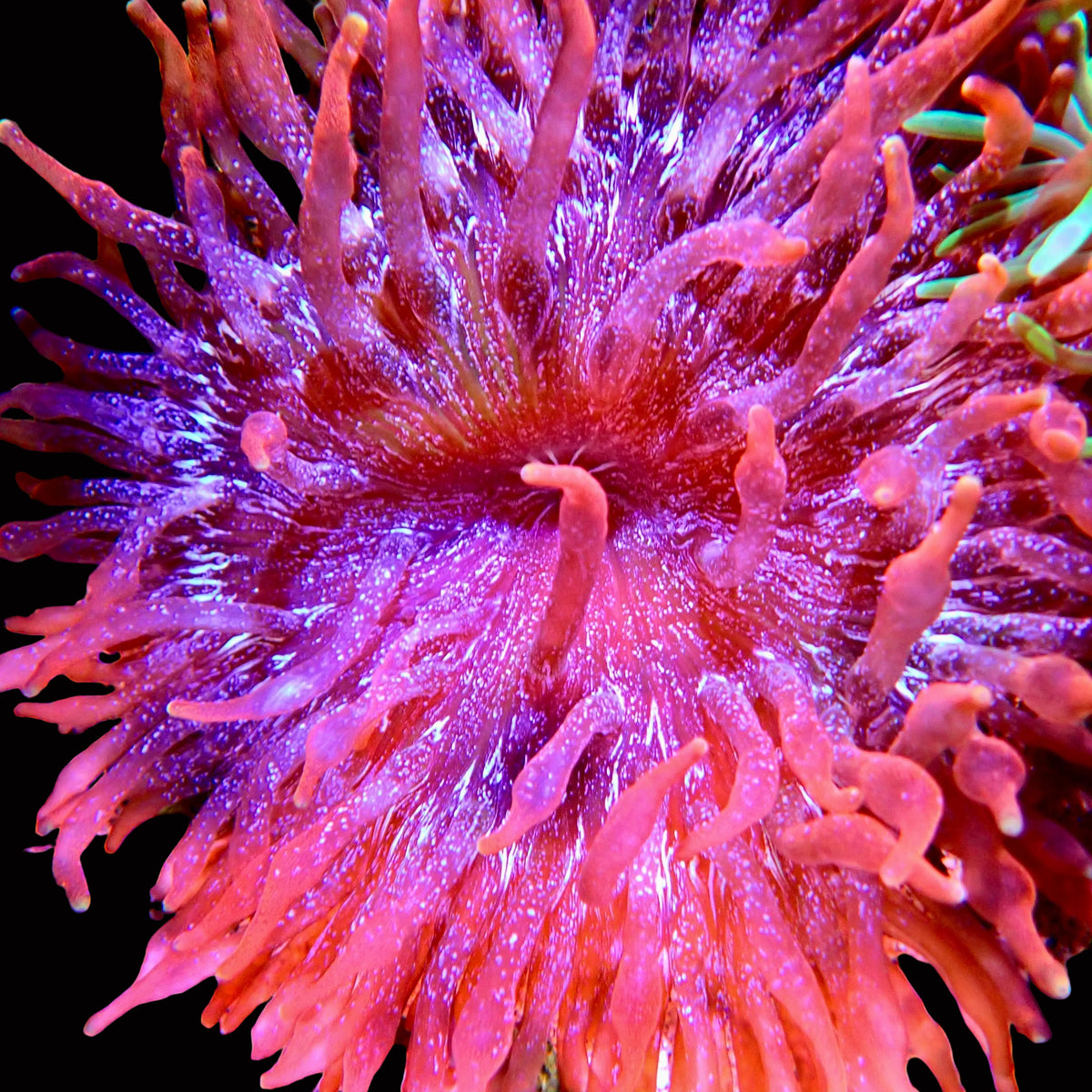 Flame Starlight Bubble tip Anemone