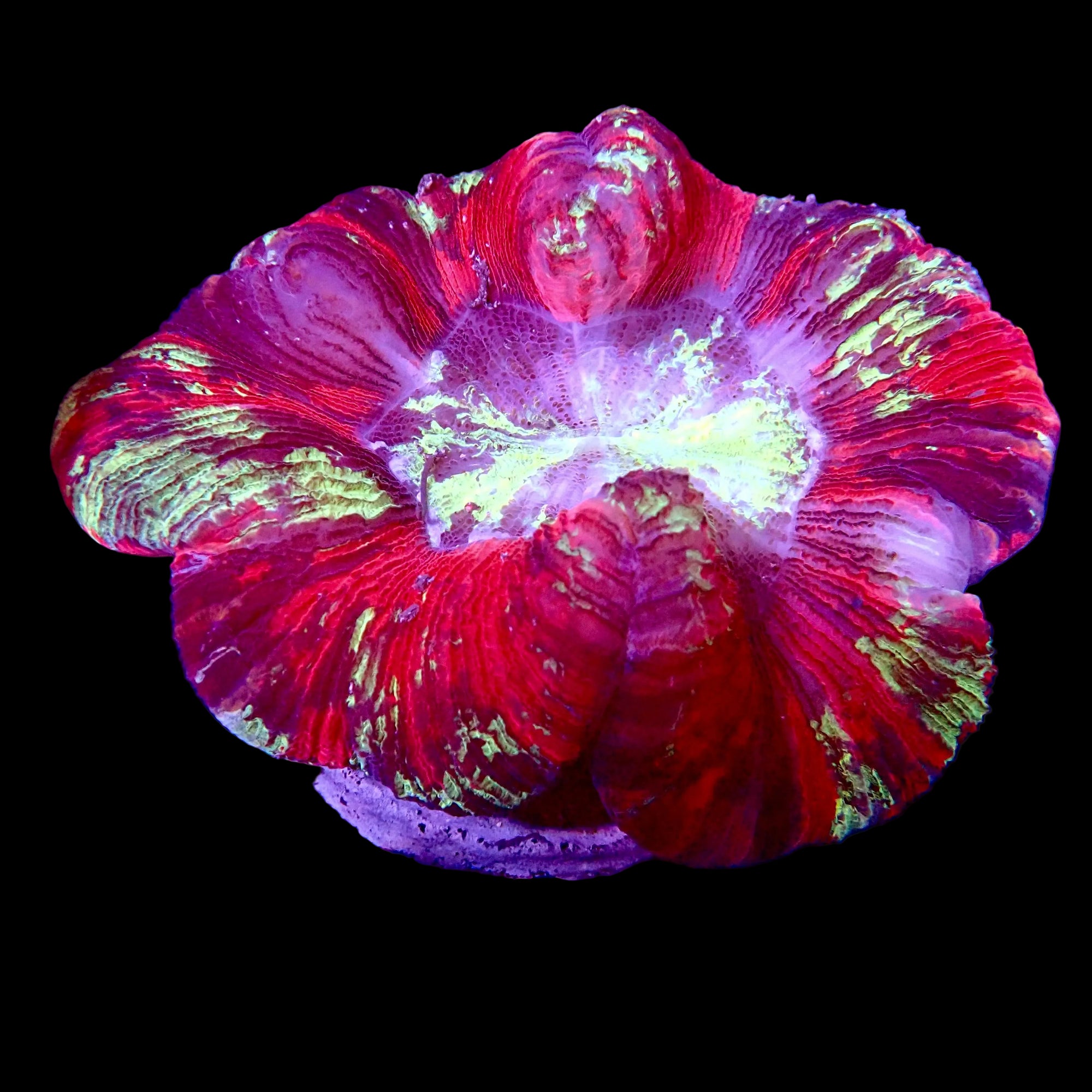 Trachyphyllia Multicolor