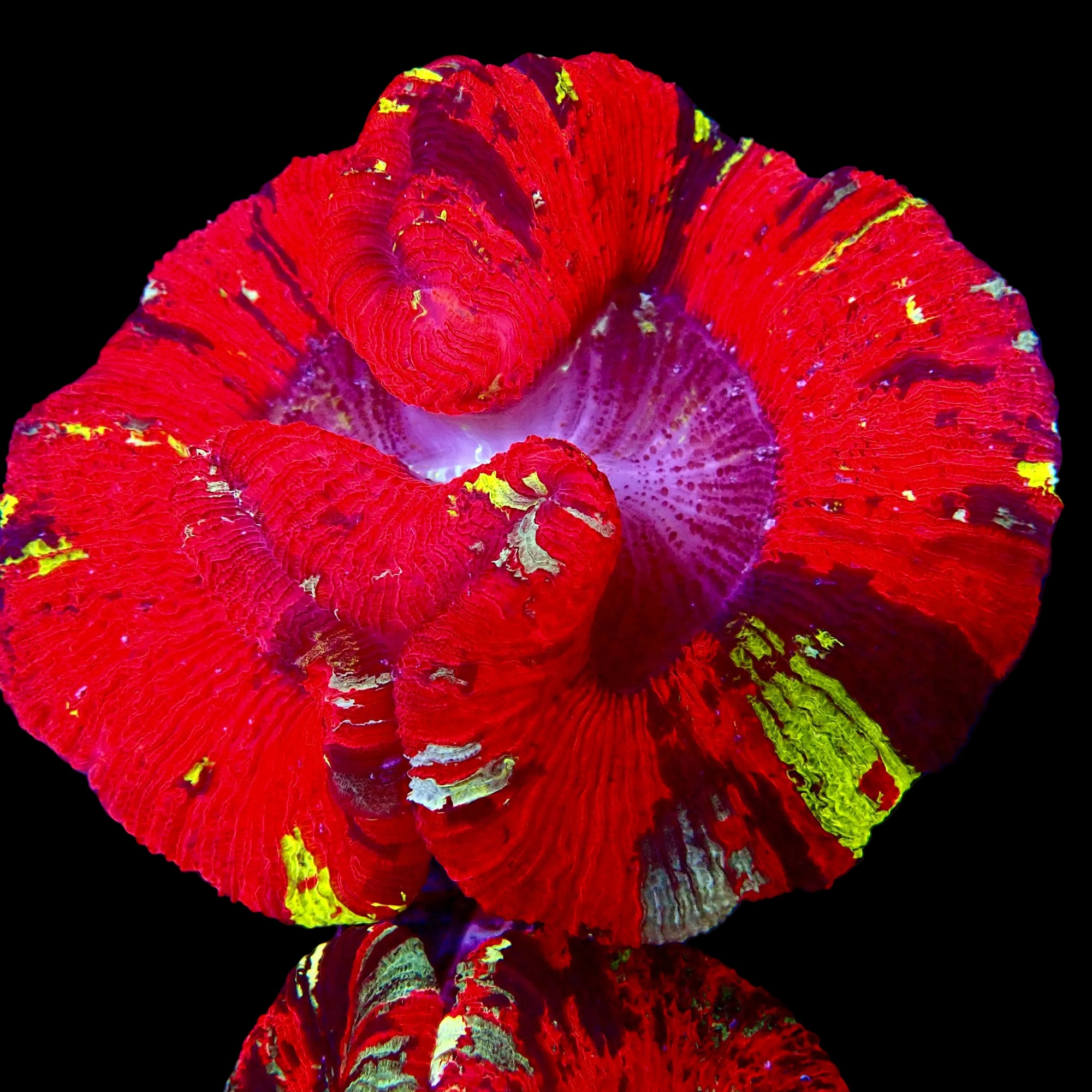 Trachyphyllia Multicolor