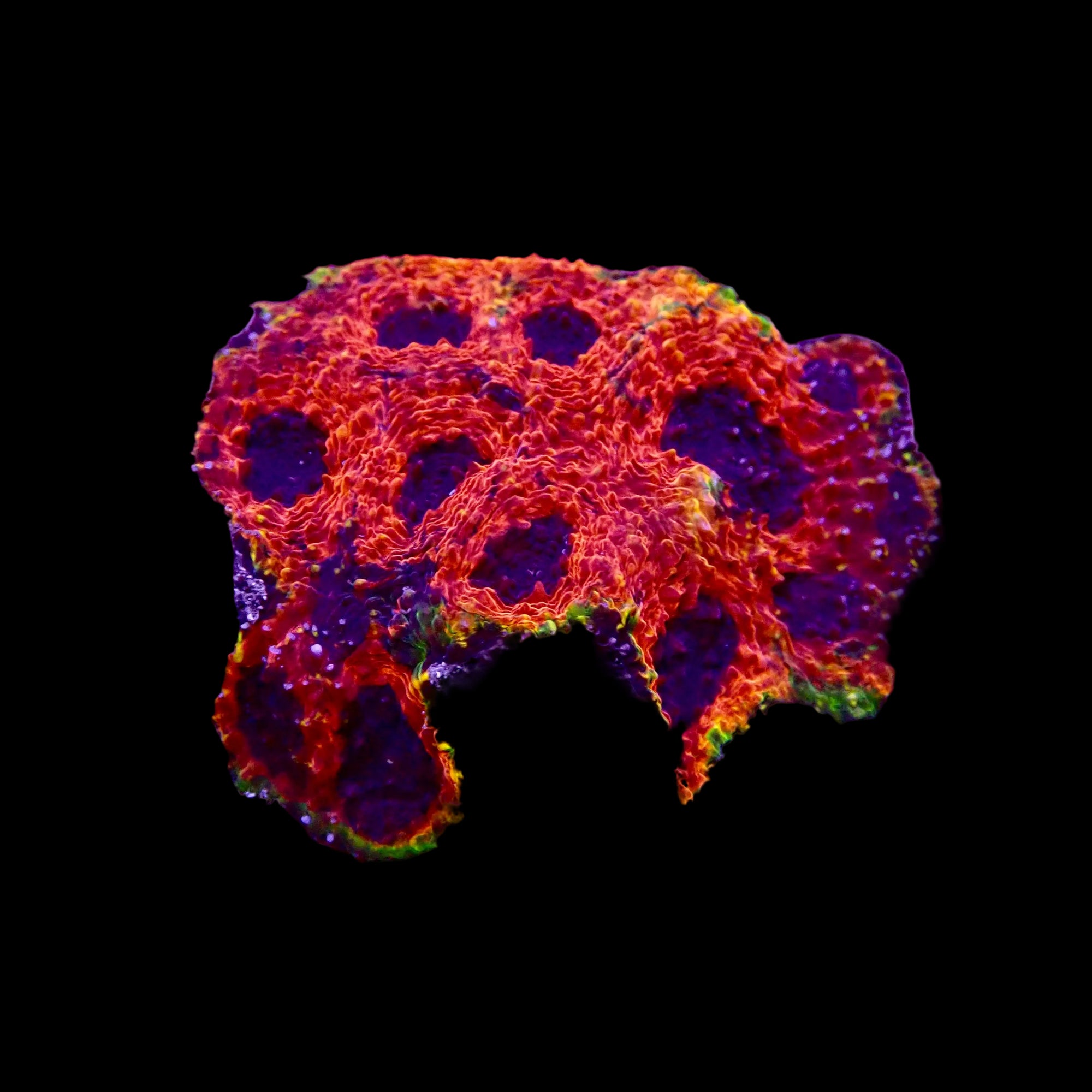 Acanthastrea Echinata