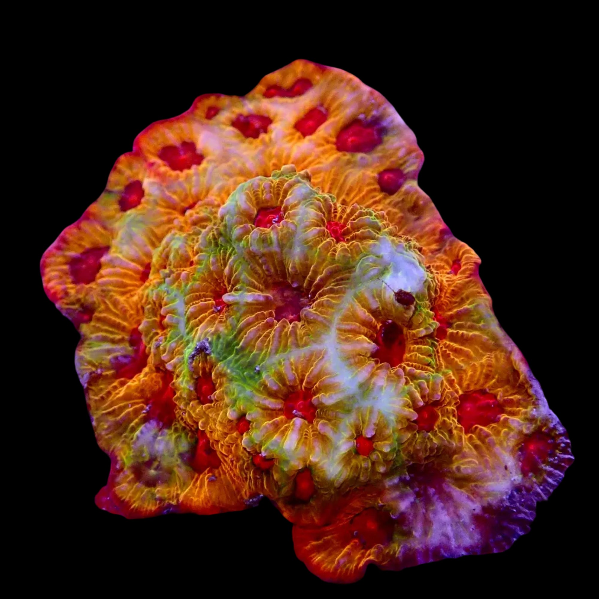 Acanthastrea Echinata