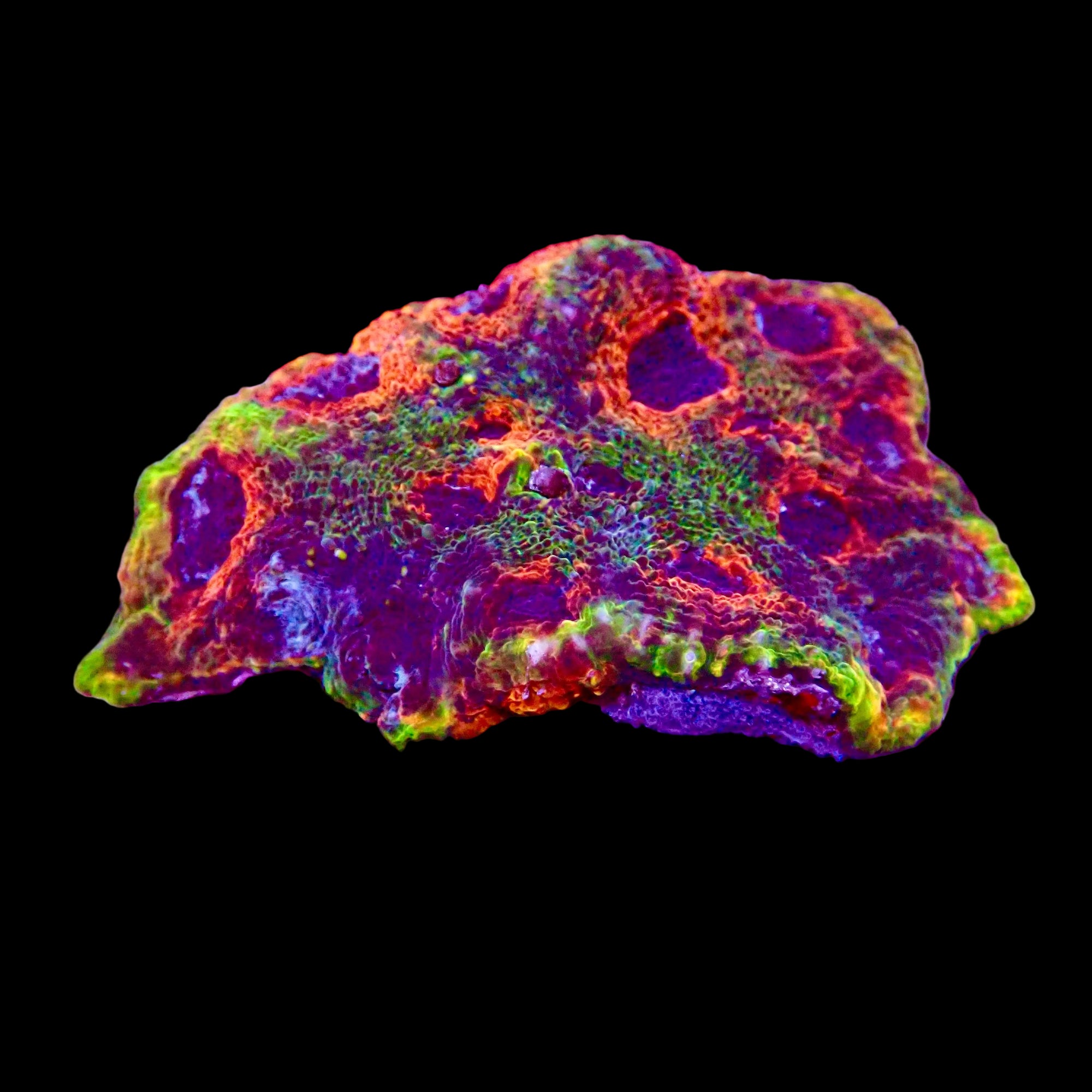 Acanthastrea Echinata