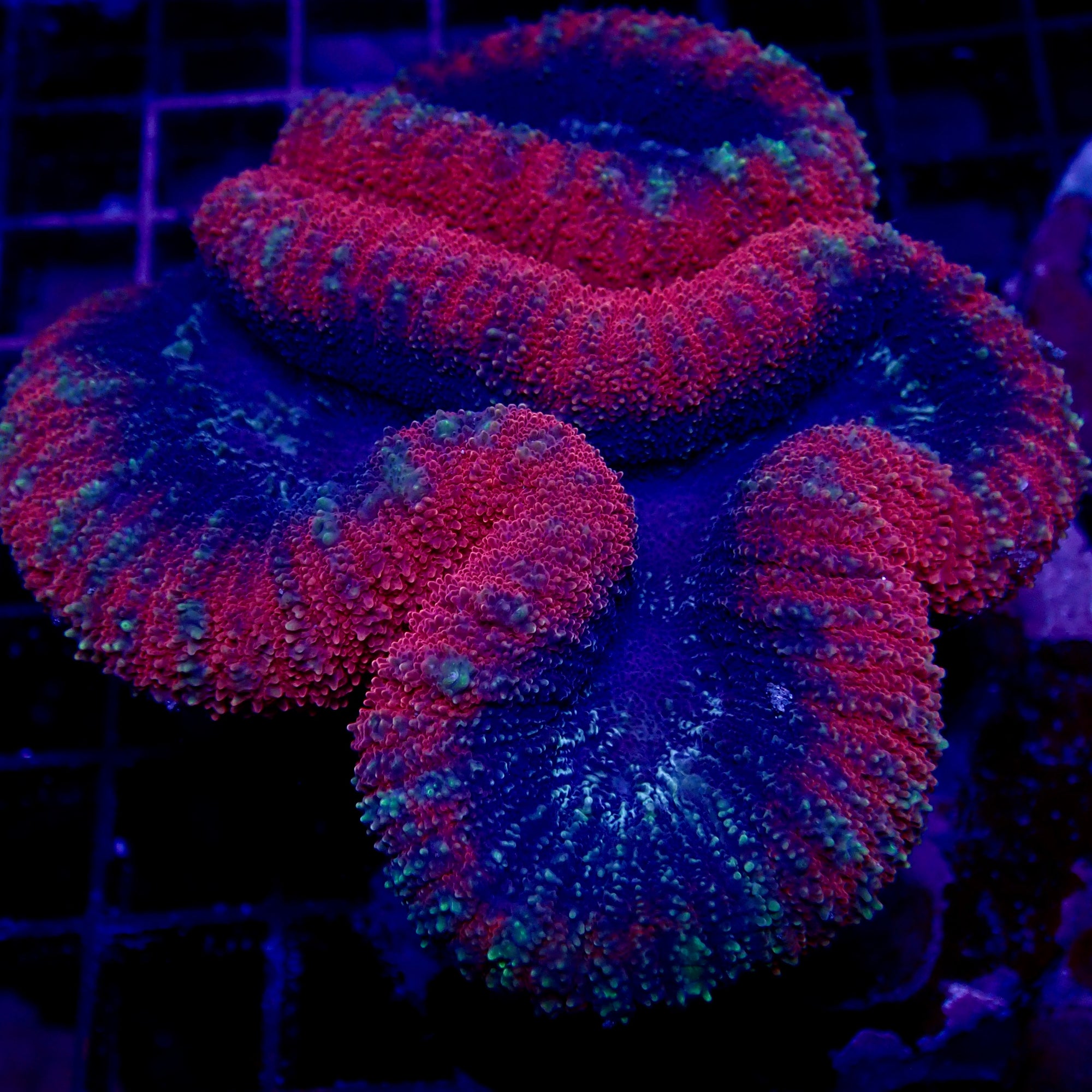 Lobophyllia