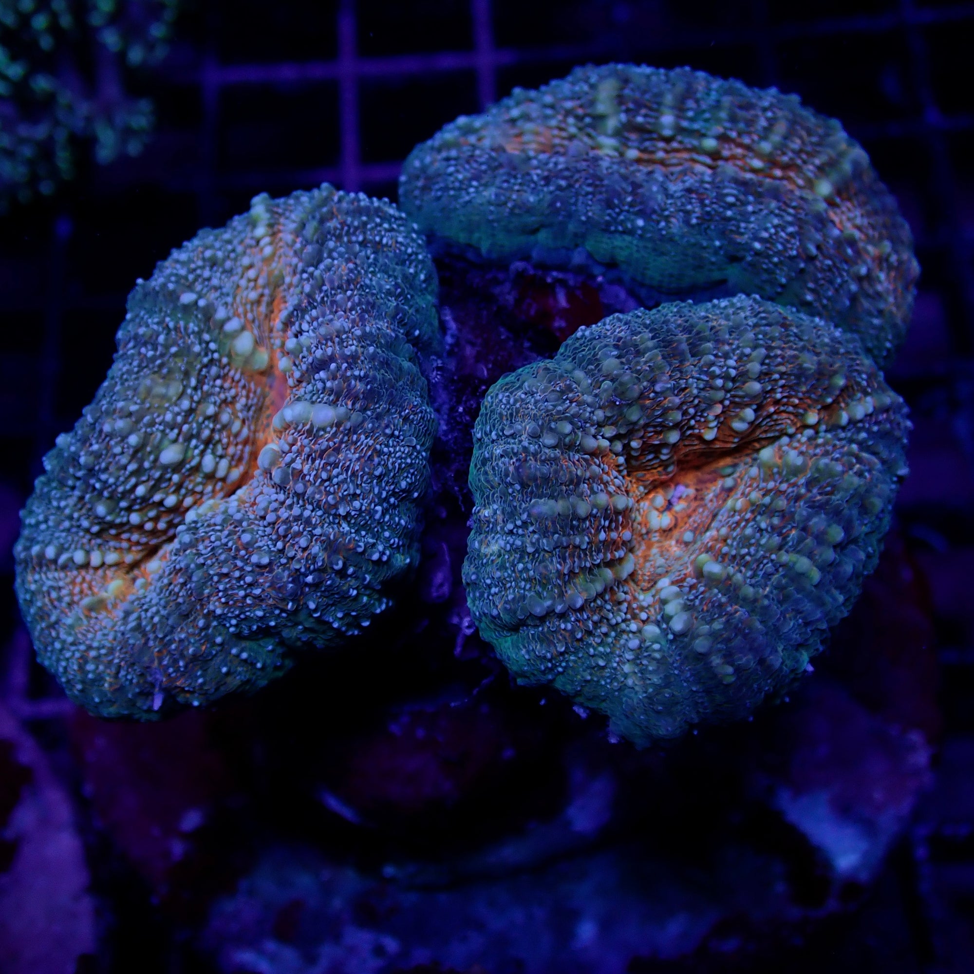 Lobophyllia