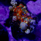 PowerBall Bounce Mushroom