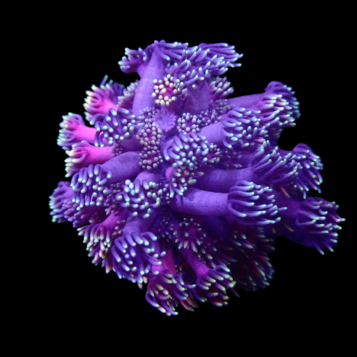 Goniopora Ultra Frag - Corail LPS Premium Violet et Rose