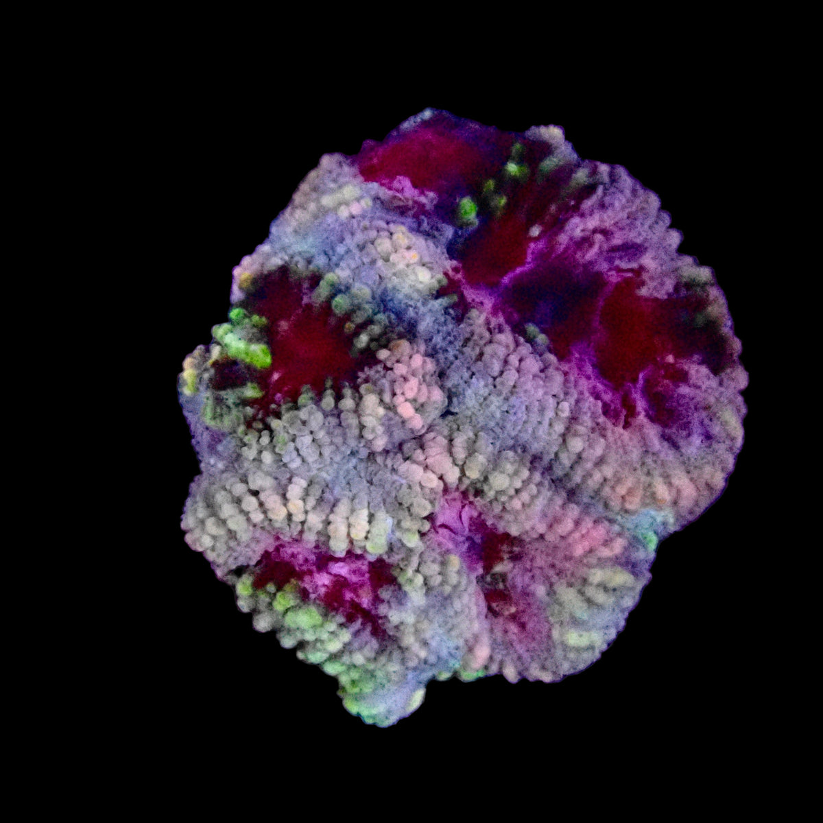 Fragment d'Acanthastrea Lordhowensis Multicolore