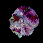 Fragment d'Acanthastrea Lordhowensis Multicolore