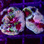 Fragment d'Acanthastrea Lordhowensis Multicolore