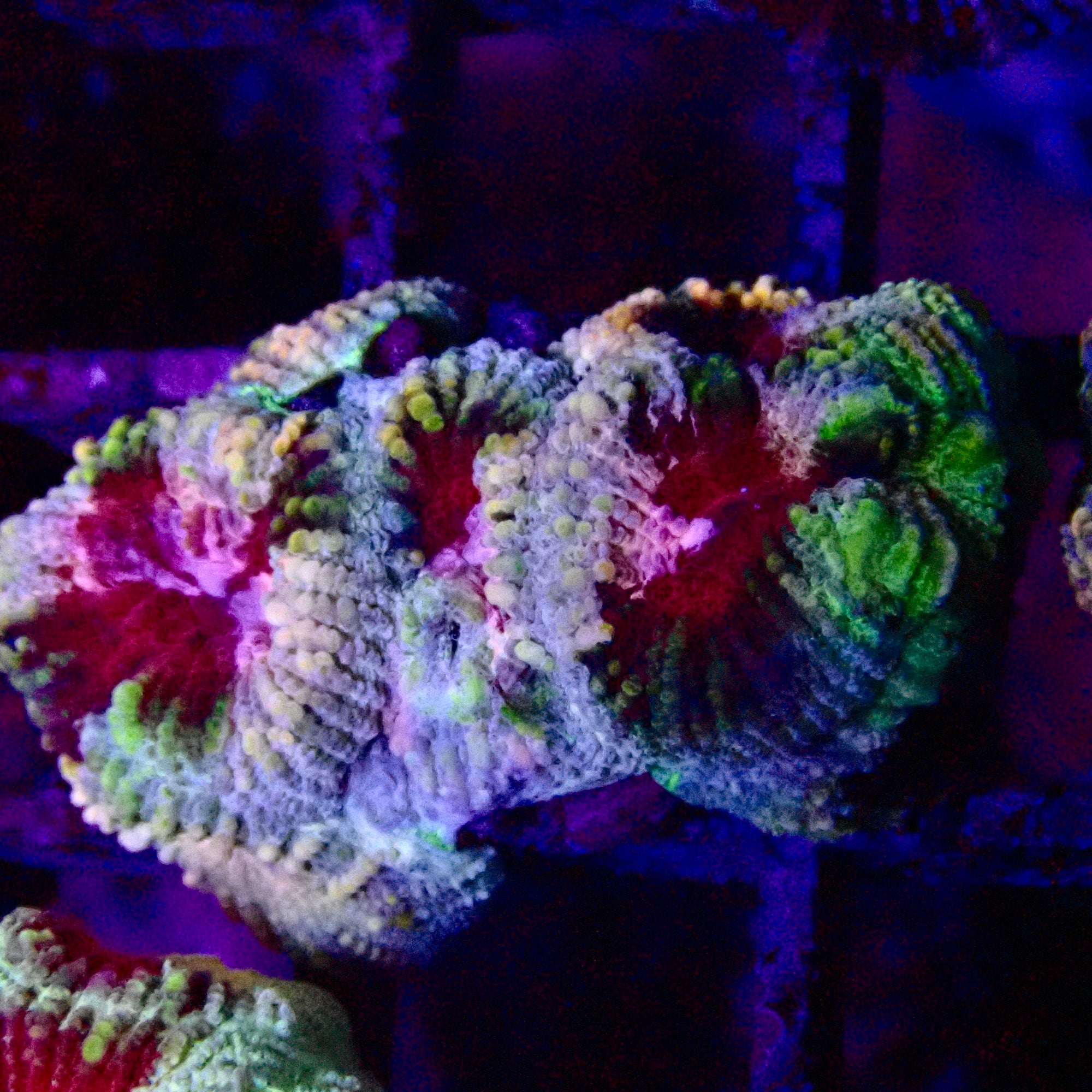 Fragment d'Acanthastrea Lordhowensis Multicolore