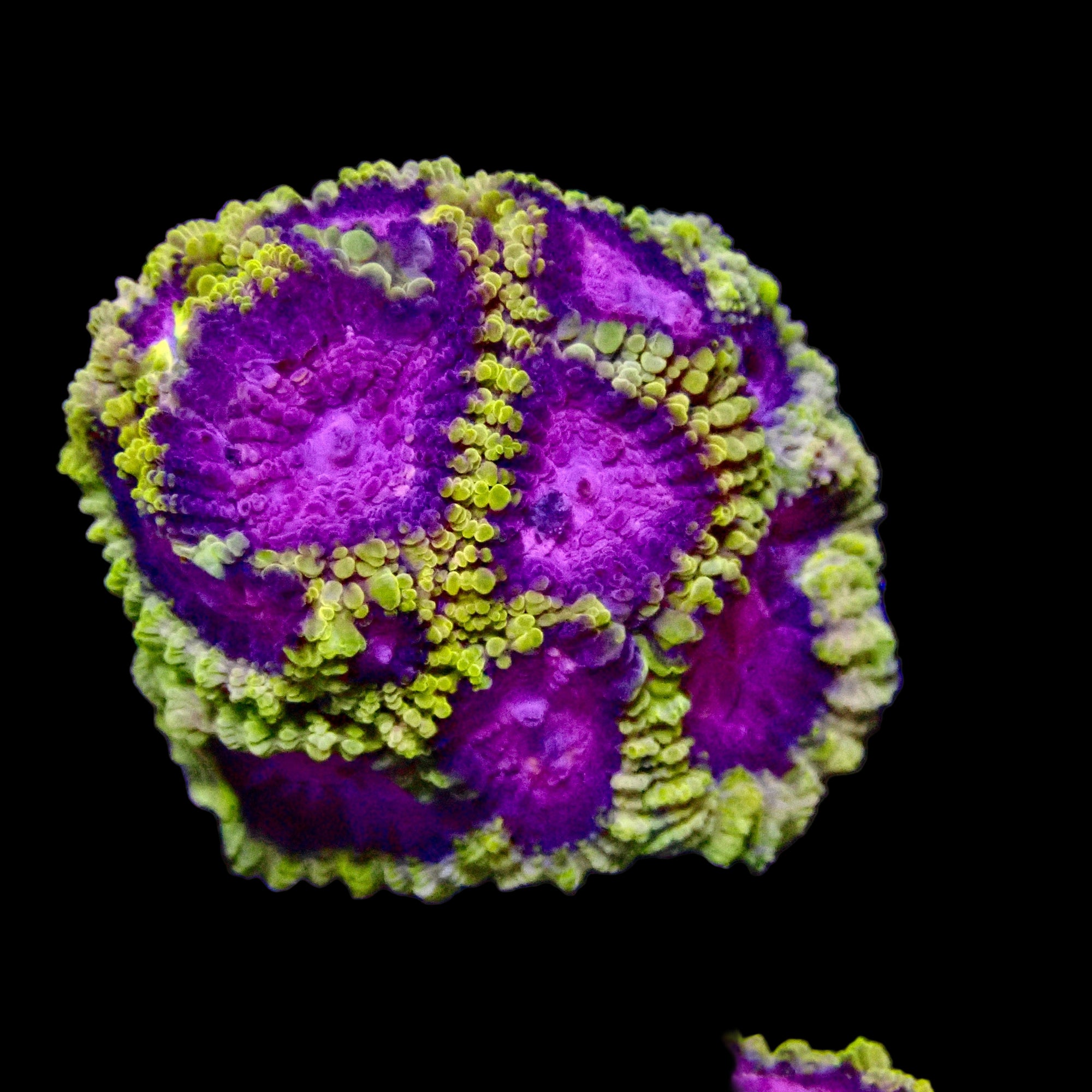 Fragment de Favia Submarine Violet et Vert