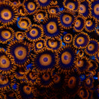 Oxide Zoanthids 2 heads frags