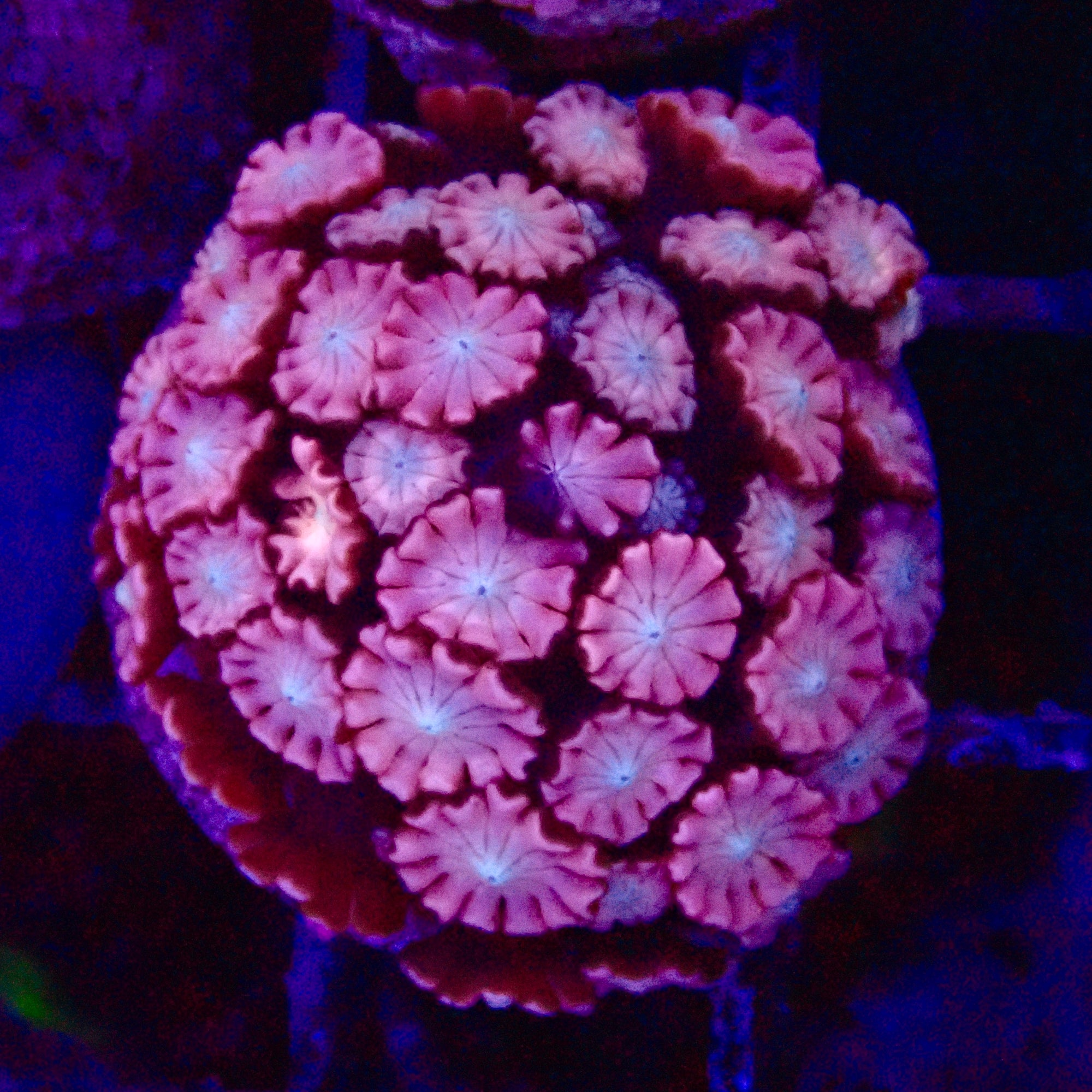 Alveopora Ultra frag