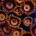 Oxide Zoanthids 2 heads frags