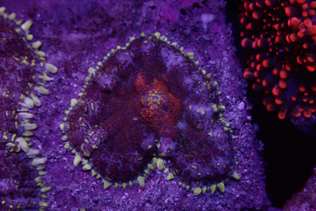 Rhodactis mushroom frag par tete