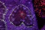 Rhodactis mushroom frag par tete