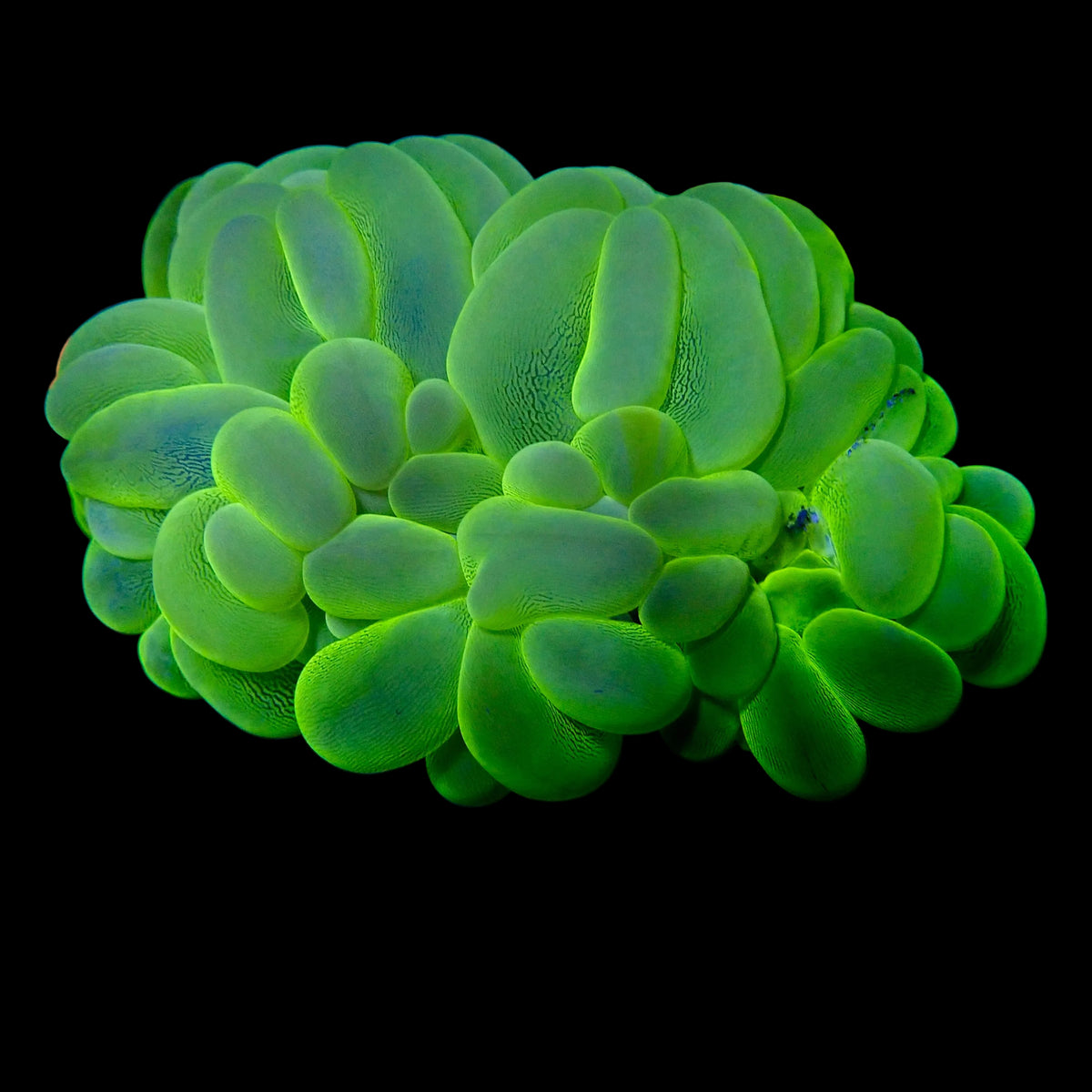 Plerogyra Sinuosa - Bubble Coral