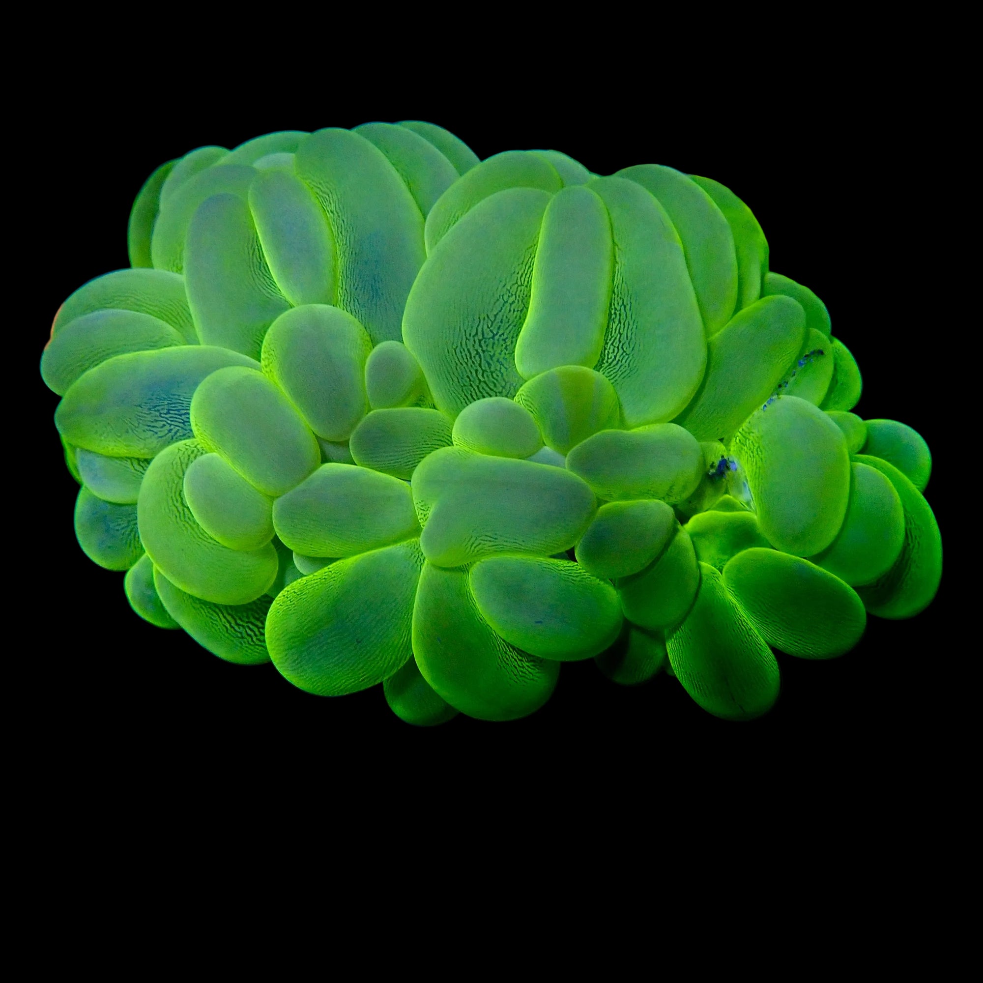 Plerogyra Sinuosa - Bubble Coral