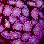 Alveopora Ultra frag