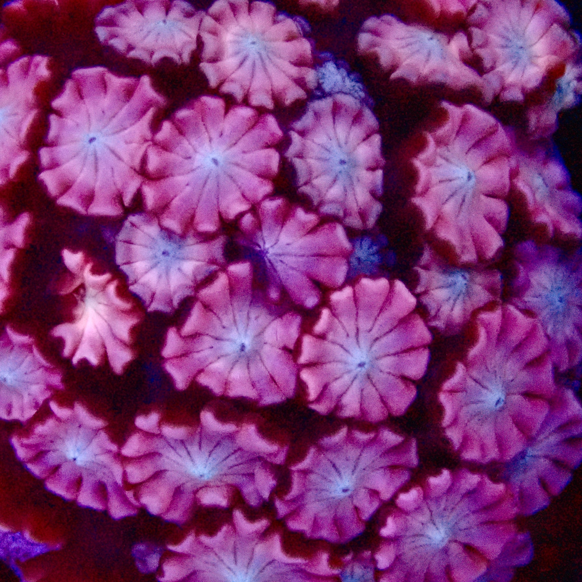 Alveopora Ultra frag