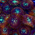 Magician Zoanthid per polyp