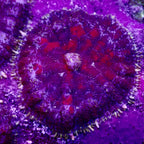 Rhodactis mushroom frag par tete