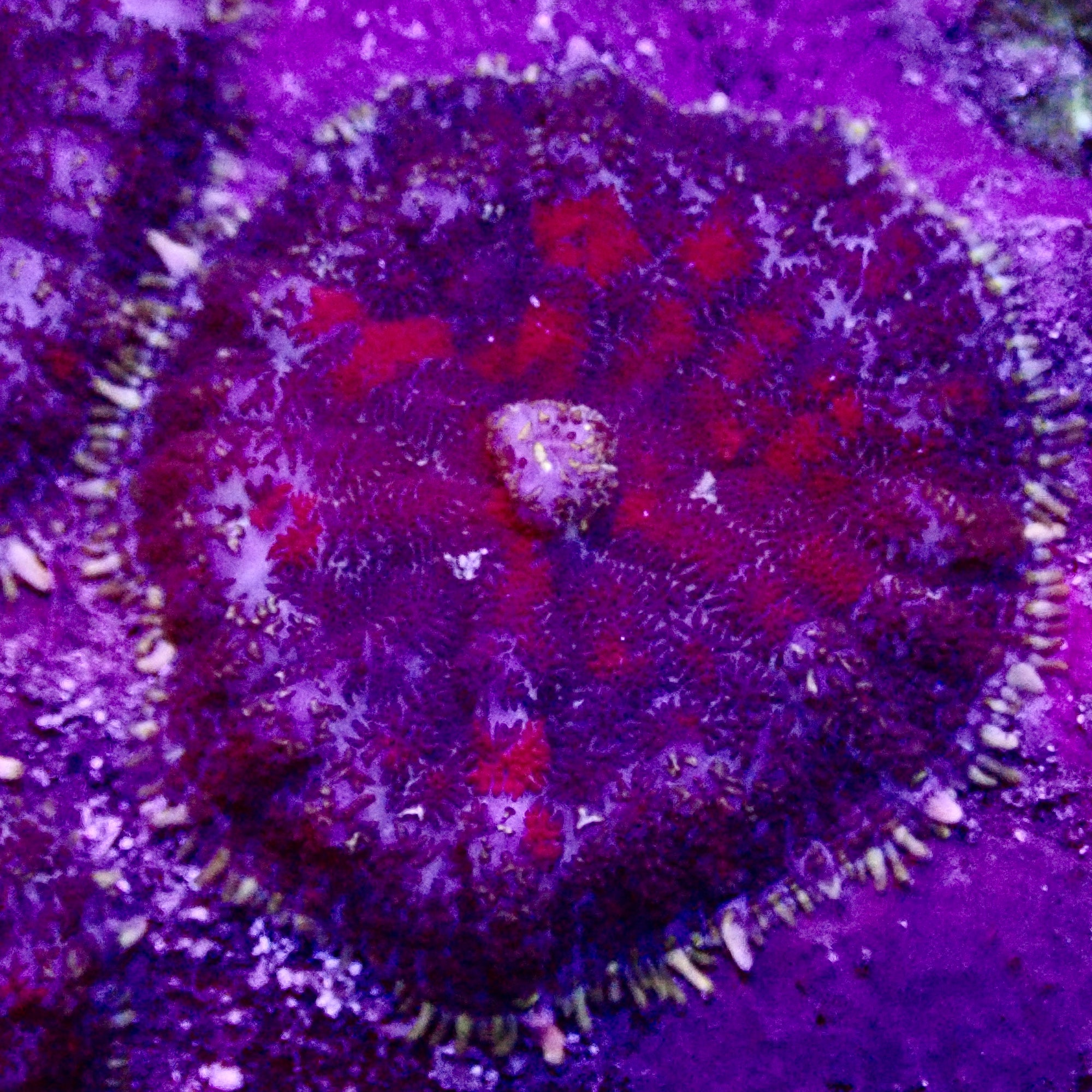 Rhodactis mushroom frag par tete