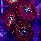 Magician Zoanthid per polyp