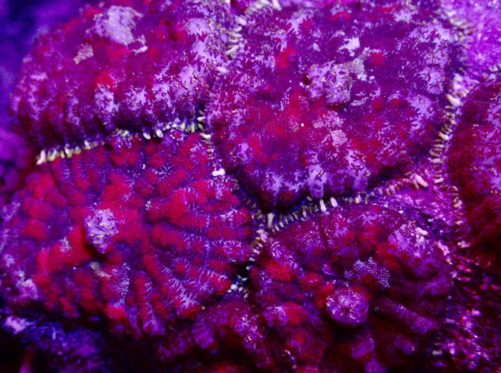 Rhodactis mushroom frag par tete