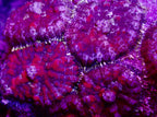 Rhodactis mushroom frag par tete