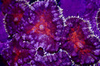 Rhodactis mushroom frag par tete