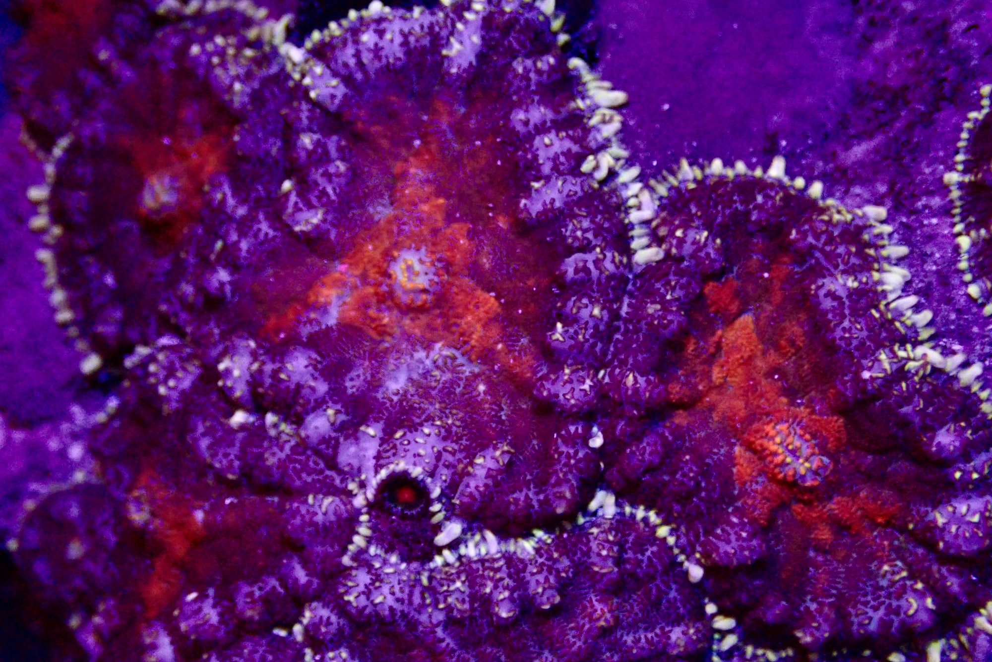 Rhodactis mushroom frag par tete