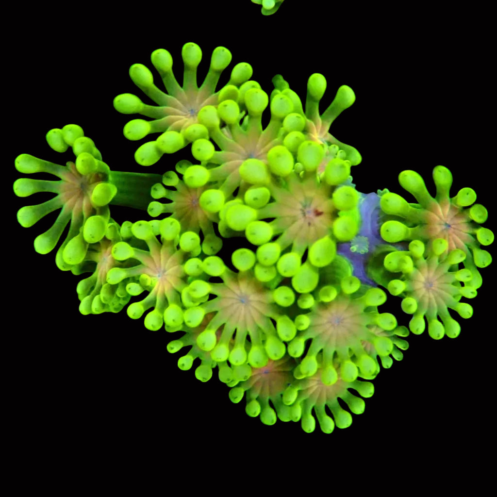 Alveopora sp. - Ultra Green Alveopora