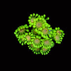 Alveopora sp. - Ultra Green Alveopora