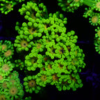 Alveopora sp. - Ultra Green Alveopora