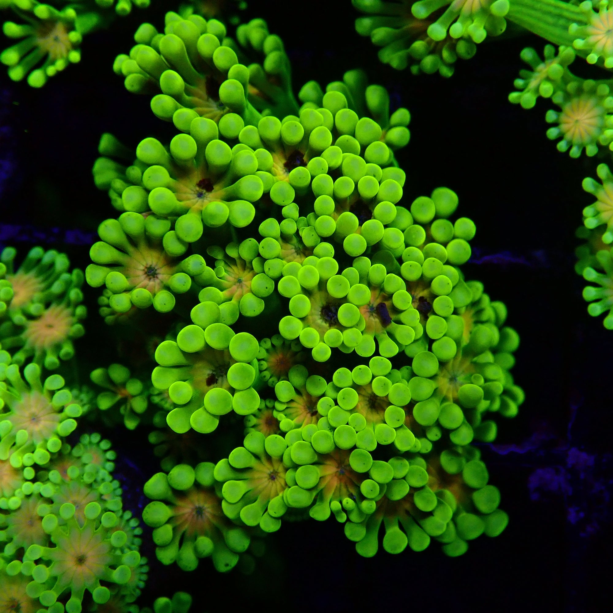 Alveopora sp. - Ultra Green Alveopora