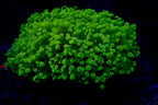 Euphyllia divisa Colony