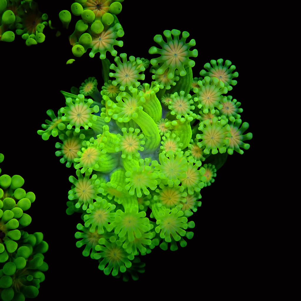 Alveopora sp. - Ultra Green Alveopora