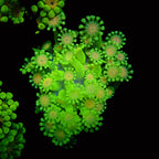 Alveopora sp. - Ultra Green Alveopora